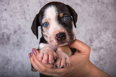 Louisiana Catahoula Leopar Köpek yavrusu