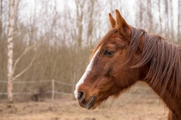 Cavalo na natureza. Retrato de um cavalo, cavalo marrom — Fotografia de Stock