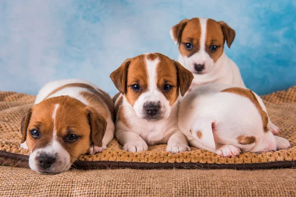 Skupina Jack Russell teriér štěňátka před modrým pozadím — Stock fotografie