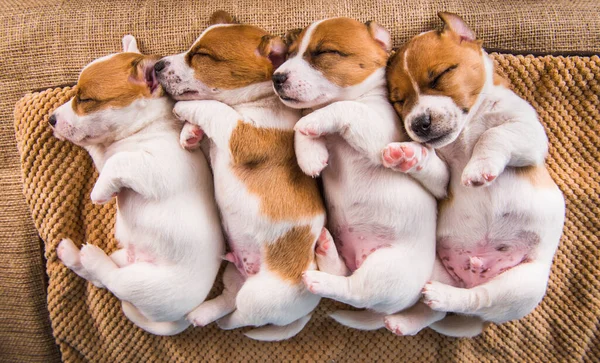 Группа щенков-терьеров Джека Рассела сладко спит на мягкой кровати — стоковое фото