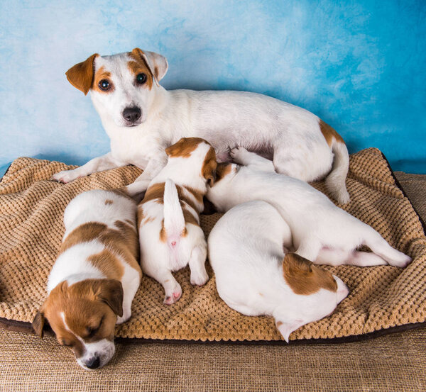 Female Jack russell terrier with puppies on a blanket, horizontal.