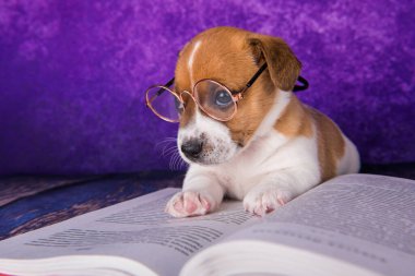 dersler, ders için kitap okuma yorgun öğrenci sevimli köpek uykuda düşme.