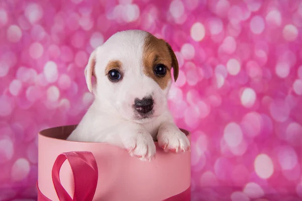 Cute jack russel terrier szczeniak w różowym pudełku prezent — Zdjęcie stockowe