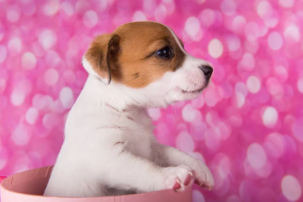 Cute jack russel terrier szczeniak w różowym pudełku prezent — Zdjęcie stockowe