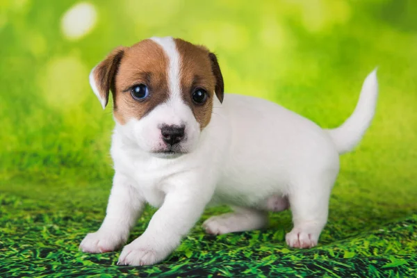 Jack Russell Terrier cachorro perro sobre un fondo verde —  Fotos de Stock