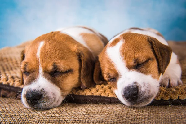 Dois cachorros Jack Russell terrier dormem docemente em uma cama macia — Fotografia de Stock