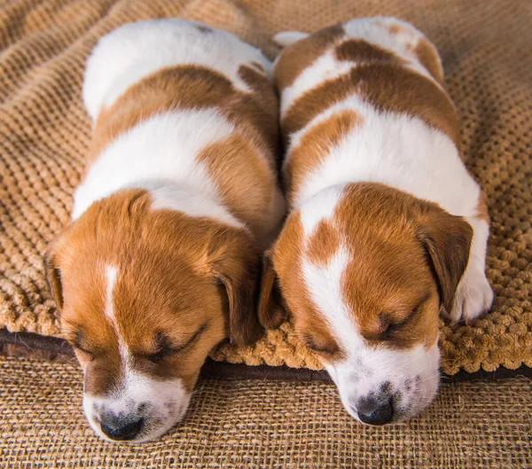 Zwei Jack Russell Terrier Welpen schlafen süß auf einem weichen Bett — Stockfoto