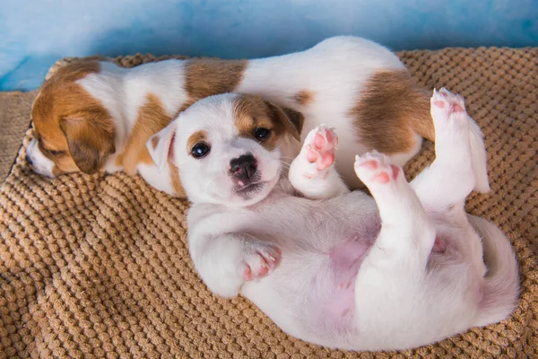 Dos cachorros Jack Russell terrier duermen dulcemente en una cama suave — Foto de Stock