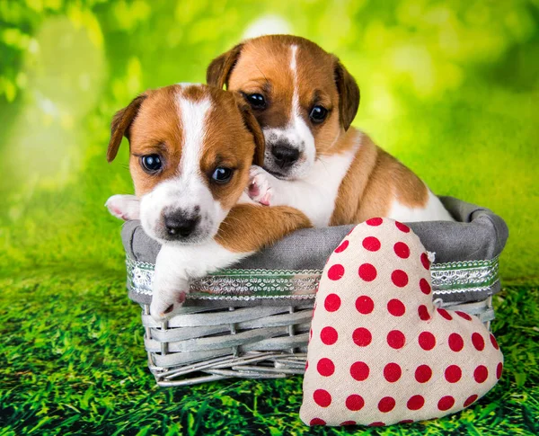 Twee schattige jack russell terrier puppies zitten in een Pasen rieten mand — Stockfoto