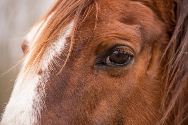 Profil. Dışarıdaki kahverengi atın gözünü kapat.