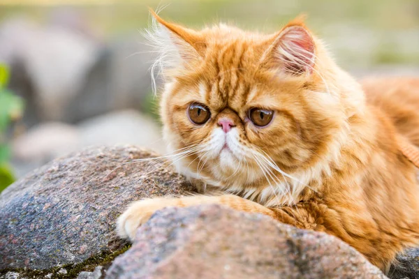 Rolig Ung söt Röd Persisk katt Porträtt promenader i parken — Stockfoto