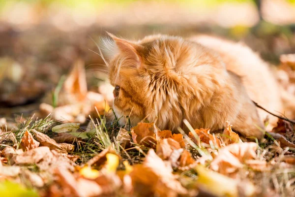 Gato persa rojo con una correa caminando en el patio. —  Fotos de Stock