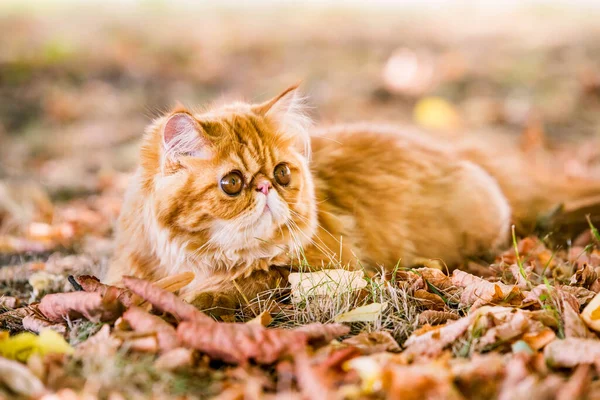 Забавный красный персидский кот на осеннем фоне с опавшими сухими листьями — стоковое фото