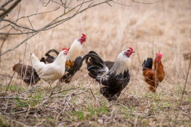 Kümes hayvanlarının arasında horozlar ve tavuklar dolaşıyor.