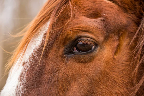Perfil Close up eye of the brown horse outside — Fotografia de Stock