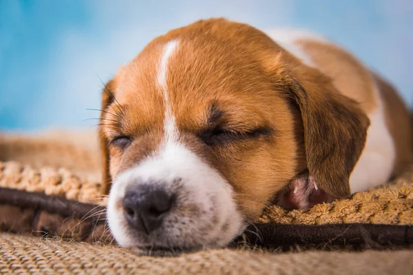 Jack Russell terrier cachorro dormir dulcemente en una cama suave —  Fotos de Stock