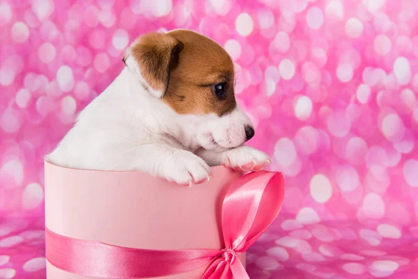 Cute jack russel terrier puppy in a pink present box — Stock Photo, Image