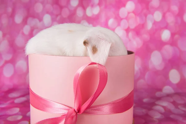 Mignon chiot dans une boîte cadeau rose. Joyeux anniversaire — Photo