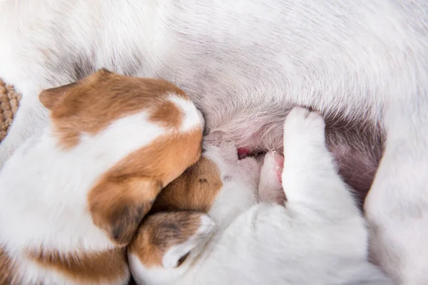 Jack Russell terrier cachorros a chupar la leche de su madre — Foto de Stock
