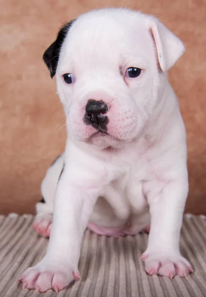 Gros plan portrait de chiot Bullies américain sur fond brun — Photo