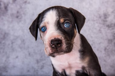 Louisiana Catahoula Leopar Köpek Köpek.