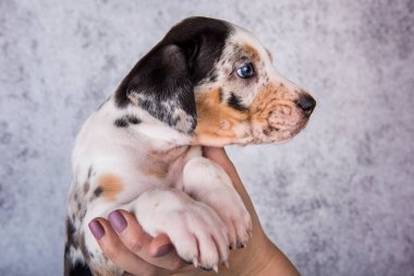 Louisiana Catahoula Leopar Köpek yavrusu