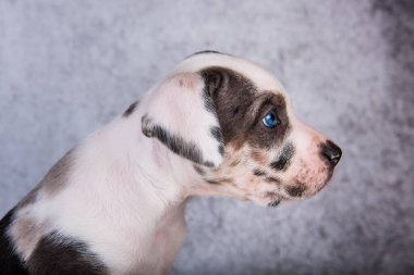 Louisiana Catahoula Leopar Köpek Köpek.