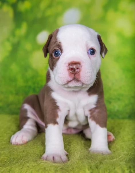 Lustige American Bullies Welpen auf grünem Hintergrund — Stockfoto