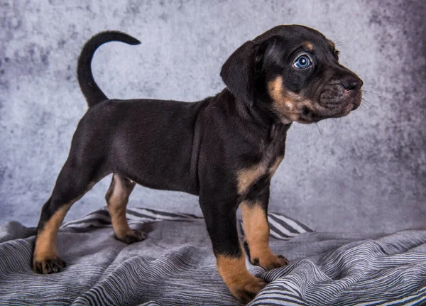 Louisiana Catahoula Leopárd Kutyakölyök szürke alapon — Stock Fotó