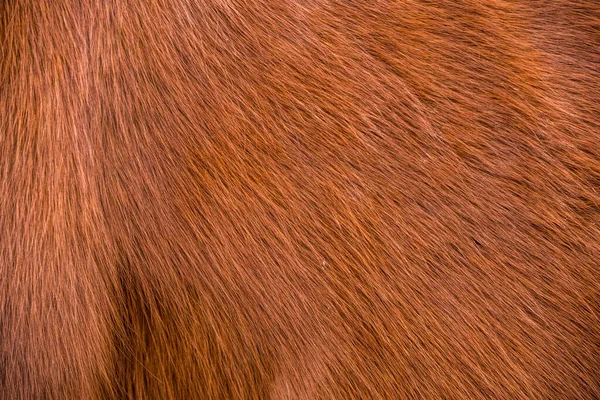 Γούνα αλόγου κοντινό φόντο ή υφή — Φωτογραφία Αρχείου