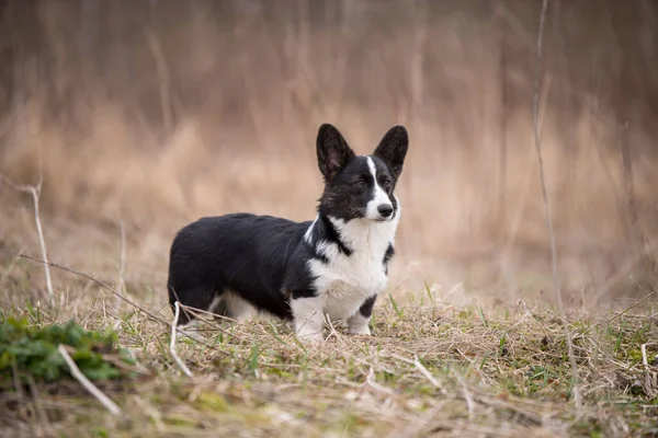 Welsh corgi pembroke dog on the grass outside — Stock Photo, Image