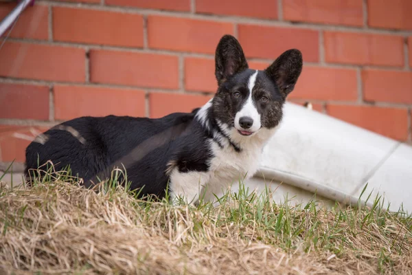 Walesisk corgi pembroke hund på gräset utanför — Stockfoto