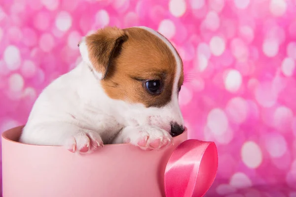 Симпатичный щенок Джека Русселя Терьера в розовой коробке подарка — стоковое фото