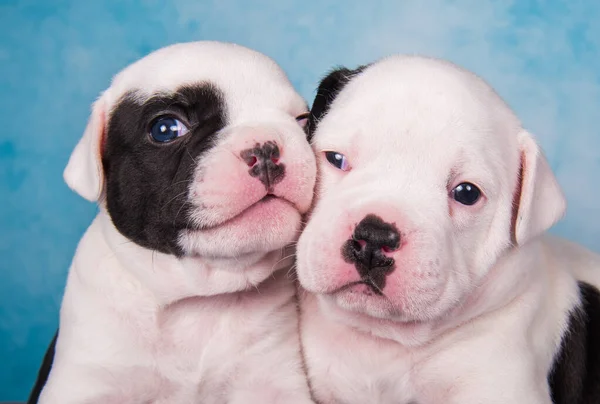 Two funny American Bullies puppies on blue jeans background — Stock Photo, Image