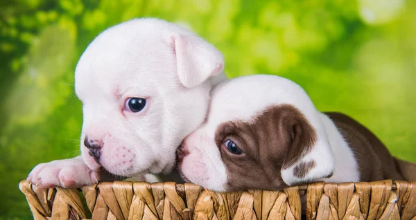 Dois filhotes engraçados de American Bullies em fundo verde — Fotografia de Stock