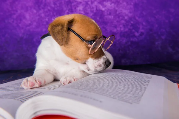 Cane carino studente stanco leggendo un libro per insegnare lezioni, si addormenta . — Foto Stock