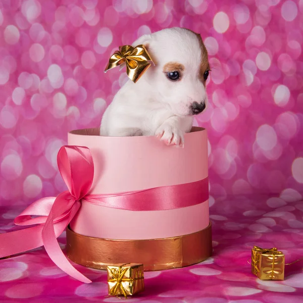 Niedlicher Jack Russel Terrier Welpe in einem rosa Geschenkkarton — Stockfoto