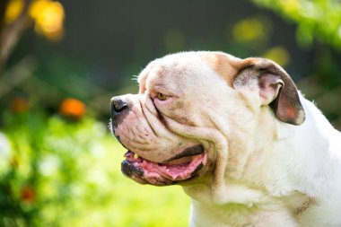 Beyaz Amerikan Bulldog 'unun açık havada güçlü görünüm portresi