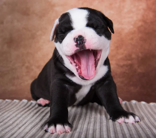 Divertente americano bulli cucciolo è sorridente su sfondo marrone — Foto Stock