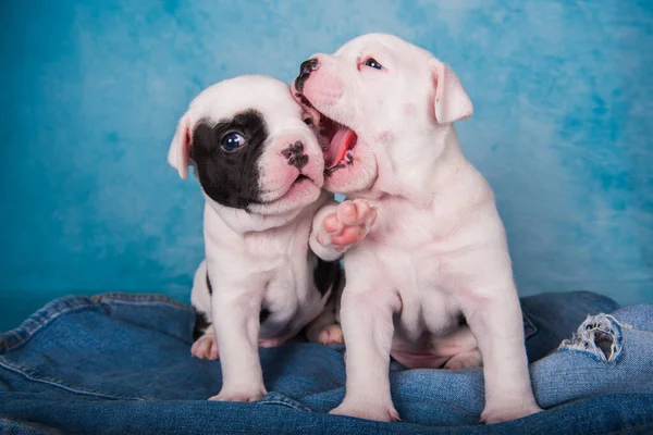 Dos divertidos cachorros American Bullies en fondo vaquero azul —  Fotos de Stock