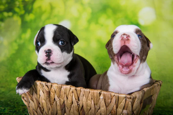 Twee grappige Amerikaanse pestkoppen puppies op groene achtergrond — Stockfoto