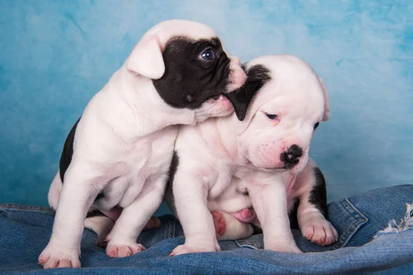 Two funny American Bullies puppies on blue jeans background — Stock Photo, Image