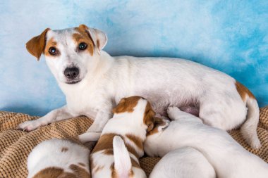 Jack Russell teriyerleri annelerinden süt emmek için.