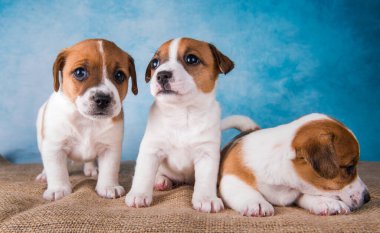 Mavi arka planda Jack Russell teriyer yavruları grubu