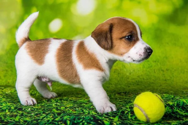 遊び心のある幸せなジャック・ラッセル・テリア犬とともにテニスボール — ストック写真