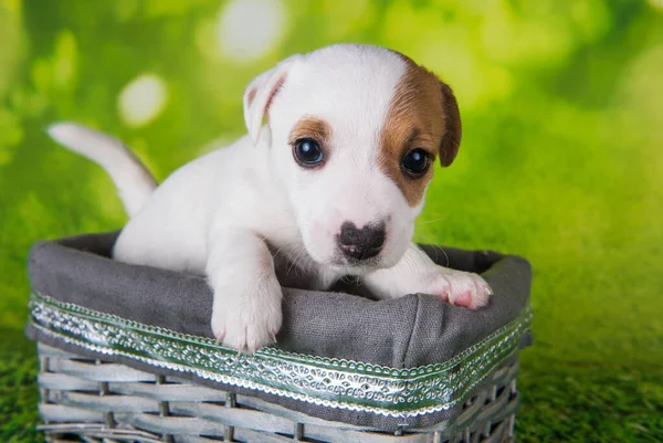 かわいいジャック · ラッセルテリア子犬はイースターボックスに座っている — ストック写真