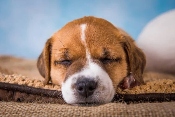 Jack Russell terrier cachorro dormir dulcemente en una cama suave —  Fotos de Stock