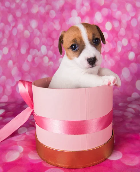 Cute jack russel terrier szczeniak w różowym pudełku prezent — Zdjęcie stockowe