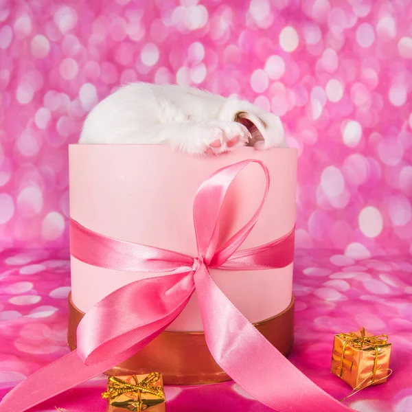 Lindo gato russel terrier cachorro en una caja de regalo rosa — Foto de Stock