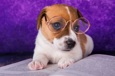 dersler, ders için kitap okuma yorgun öğrenci sevimli köpek uykuda düşme.